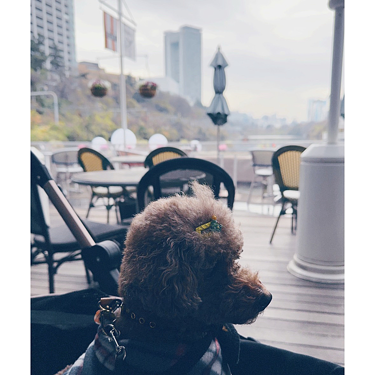 Canal cafe に行ってきました

どんよりした曇り空のせいか、フランス🇫🇷のような色合いに

頑なに向かなかった犬🐶


