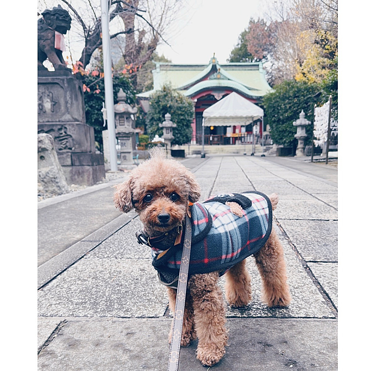 今年は病気にばかりなって

そういえば、七五三のお礼参り行きたいなぁと思って行ってない

今年中に行きたかったんです

天気はどんよりですが、お日柄はかなり良い日だったけど、人居なかった

もう年末年始の準備でテントとか設営してました

今年もあと10日余り



