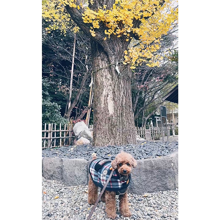 御神木の前で、健康を祈り




