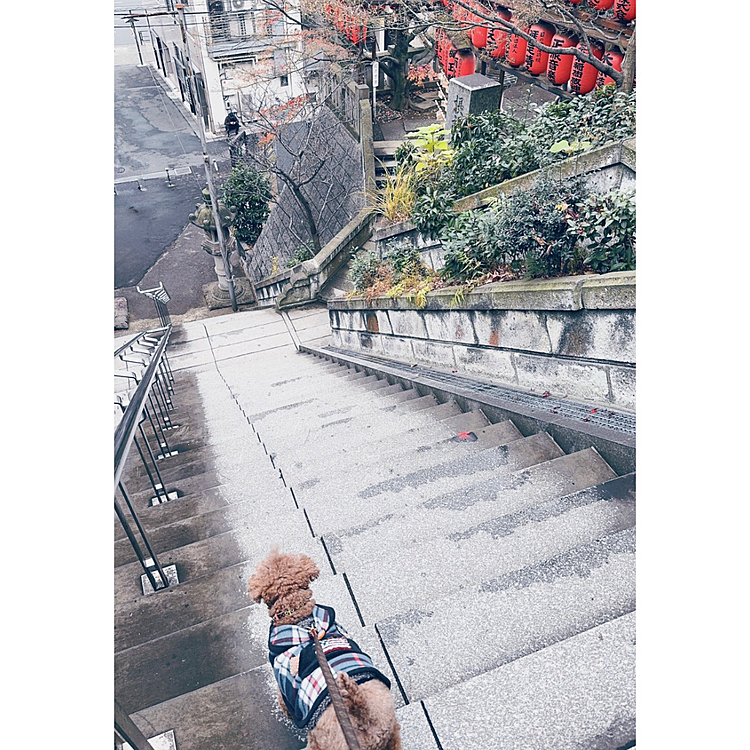 すごい急な坂

ワンコのご祈祷をしてくれる神社⛩️

登りきったところから





