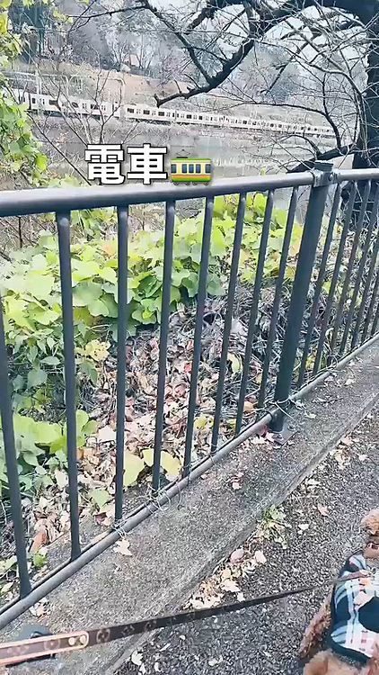 電車と神田川




