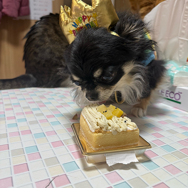 我が家のチワワの長女ひめちゃん！
5歳になりました。
今では、弟との、天、ピース、妹はっぴーと仲良くしてますよー。