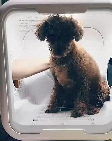 実際の音です

音はまあまあ静かです

片方でワシャワシャ

人間が回り込んでもう片方でワシャワシャ

結構時短で乾かせました

その後、ブラッシングします

絡まりはなくいい感じでした




