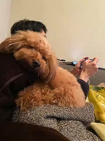 甘えん坊のハッピー😍
ママの股の間にすっぽり治まるかおチリをパパやママに当てるスタイルがお気に入り💗こう言う時間が何より幸せだなぁと思っていたら数日前から粗相しまくりのハッピー😱
例年春に頻発する粗相祭りですが、今年は開催されずホッとしていたのですが、、、
いつまで続くかな💧