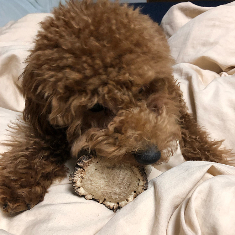 お兄ちゃんの骨をとって頑張ってカミカミしようとしてます。
ルカにはちょっと大きすぎるかな💦