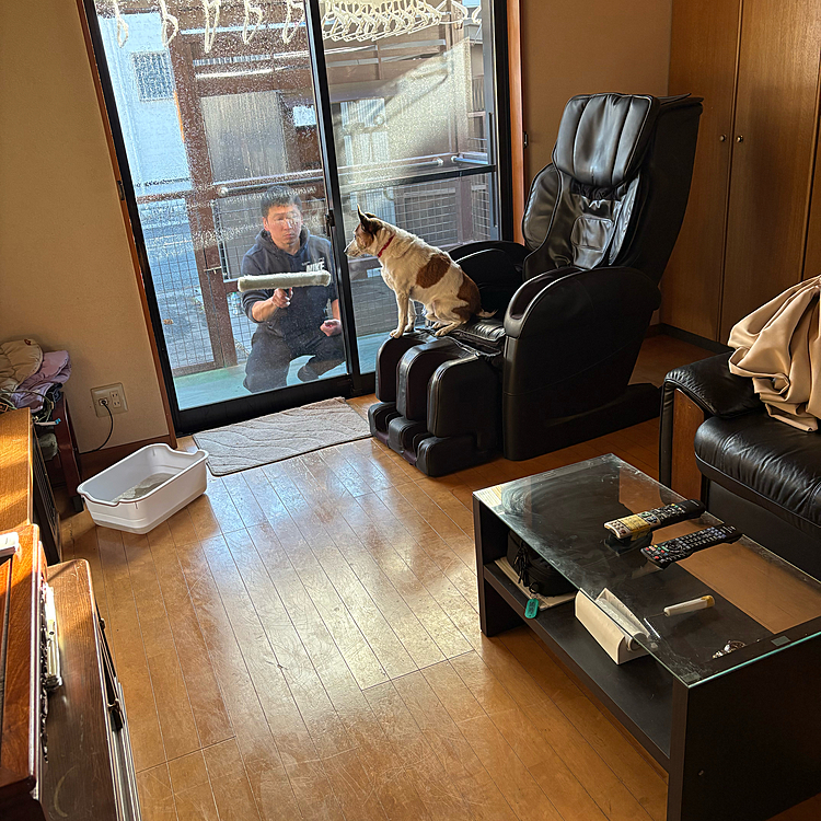 毎年恒例の大掃除
息子窓拭き
私カーテン洗い　
カーテンは8ヶ所洗って取り付け
1ヶ所はロールカーテンなので、拭きました
タイガー🐯は現場監督🤭