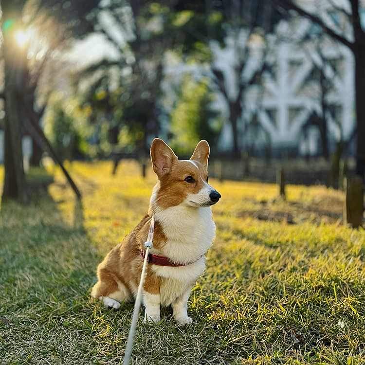寒〜い朝☀️私が夜更かししていて寝不足なミルですが、シャキッとしてくれていますね♪