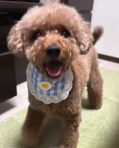 カニ🦀シリーズ、Gemini編






