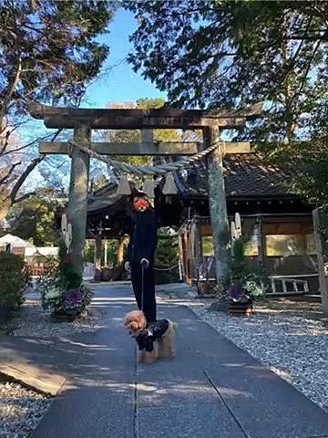 12月28日
ハッピー9歳に🎊
とにかく体力お化けでヤンチャばかりで大変でしたが、今はいつまでも元気いっぱいでいて欲しいと願うばかりです⭐️

ハッピーの健脚と数ヶ月前から膝痛に悩まされているパパさんのお参りに行きました⛩️
アートな社殿とサッカー神社としても有名です⚽️
思ったより小ぢんまりしていたので数ヶ月前にオープンした近くの道の駅まで歩いて行ってみました🐾

人間年齢で52歳🐶ついに追い抜かれてしまい複雑な心境ですがいつまでも可愛い可愛い息子です💗