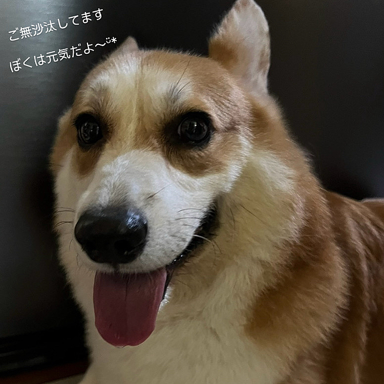 今年は私が骨折して入院し…人生初の経験でした😅
が！完全復活したので、来年こそは くぅさんと一緒に たくさんお出かけしたり、いろんなことを楽しめたらいいなと思っていますᕷ*.°

来年もどうぞよろしくお願いいたします
みなさんどうぞ良いお年をお迎えくださいね✧*｡