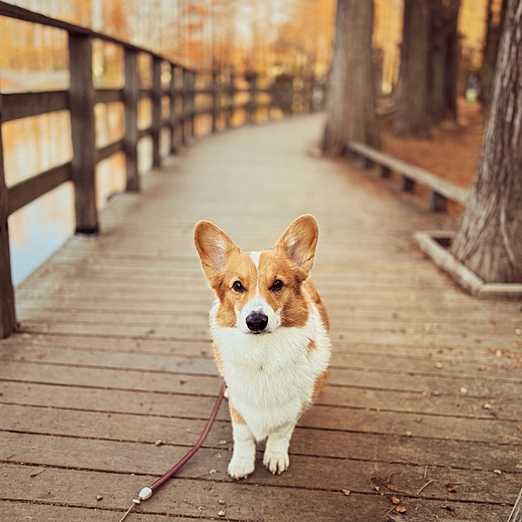 今年もお世話になりました。良いお年をお過ごし下さい♪