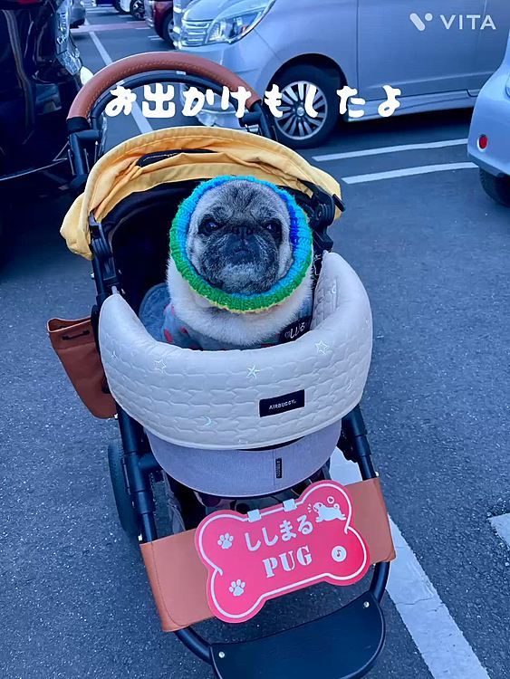 来年はもっといっぱいお出かけしたいです🚗