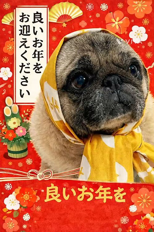 良いお年をお迎えください🐽