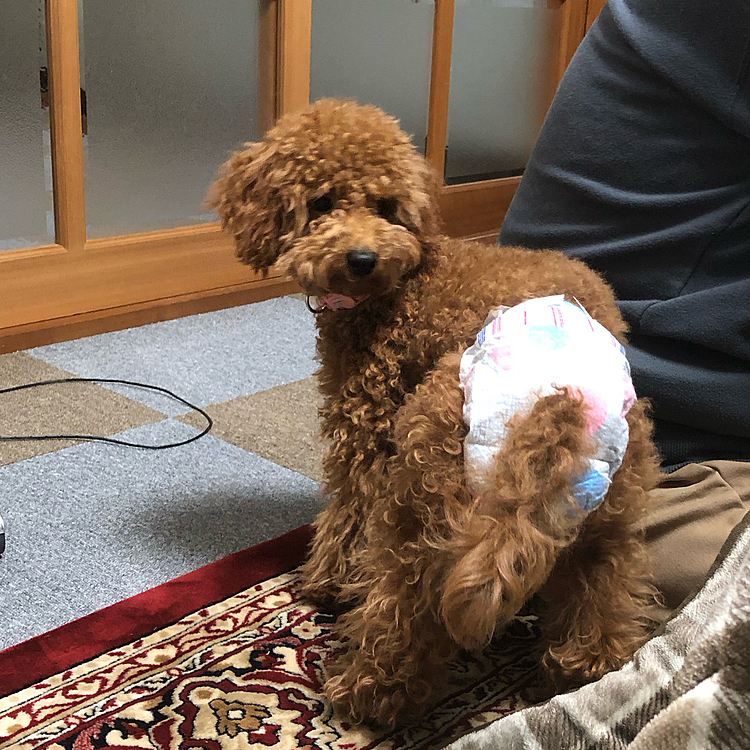 ルカくんオムツ履いてみました
初めてなのに嫌がらないいい子でした。