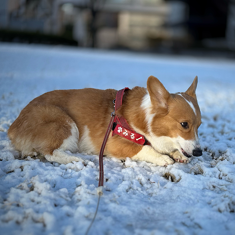 昨晩は雪❄️が降ってくれました♪溶け出す前に堪能してきました♪