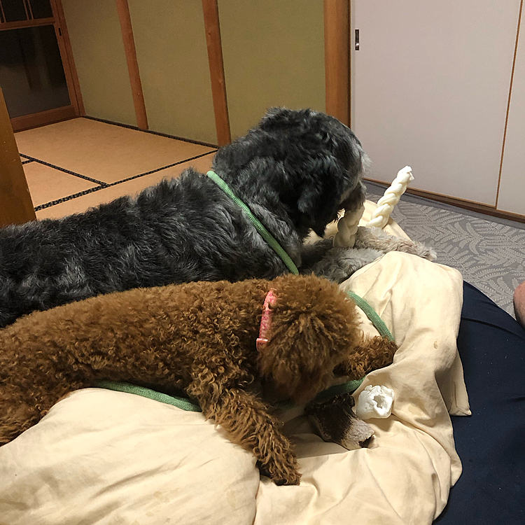 今日も2人で仲良く骨ガムカミカミ
ずっと仲良くいてください