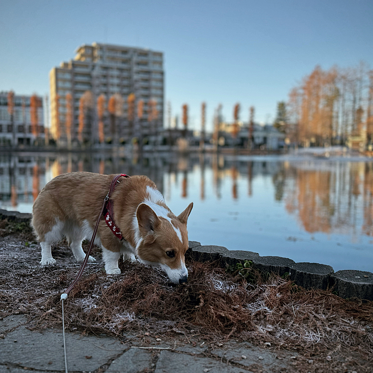 今日で休暇終わり🔚もっと暖かい時間帯にお散歩しようと誘うも一切無視で、まだ水溜りが凍ってました。