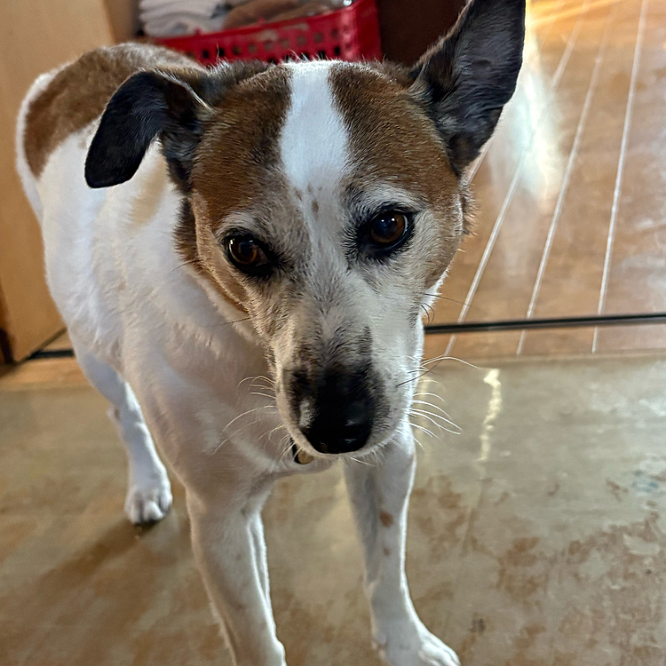 今年のトリミングはじめ
今日はトリマーさんちでした
お正月飾りされてくるかと思ったら
なんにも付いてませんでした😅