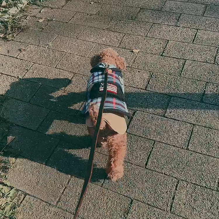 ドナドナどーなードォナ〜🎶

の、お馬さんみたいな影

ポニーとゆーか

ちょっと縁起がいいかなーと思いました

ポニーだけど

ライちゃんの影でお馬さんが出来るとしたら

ポニーなんだろうなぁ






