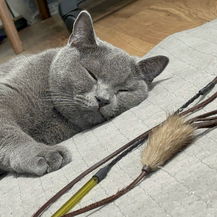 少し遅くなりましたが、あけましておめでとうございます！ ジャックさんにお年玉としておもちゃをプレゼントしました🎁
いっぱい遊ぼうね〜！