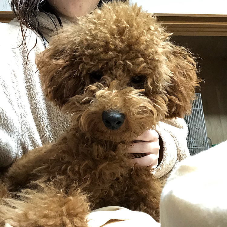 当たり前のようにママの膝に乗ってくる可愛い子です