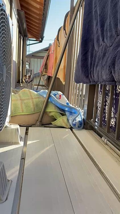 今日も暖かい土曜日
みんなの布団干しました
朝一は寒っと動き悪いが陽が差すとポカポカで元気に😆