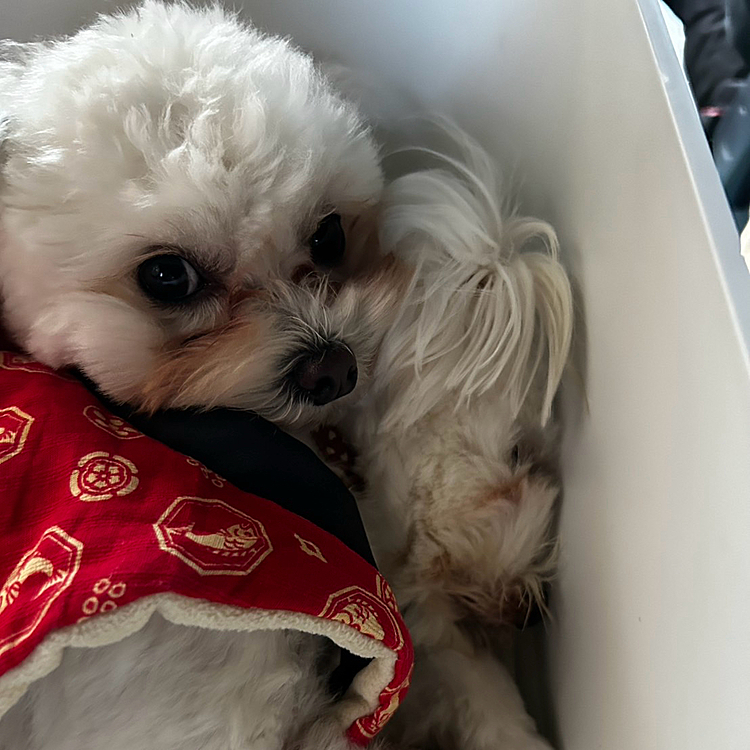 今年最初のドックランに行って二匹で遊んだら疲れて🥱いつもみたく💦れあちゃんはぼんちゃんを枕にして寝てしまいました💦本当に性格が悪すぎます😭