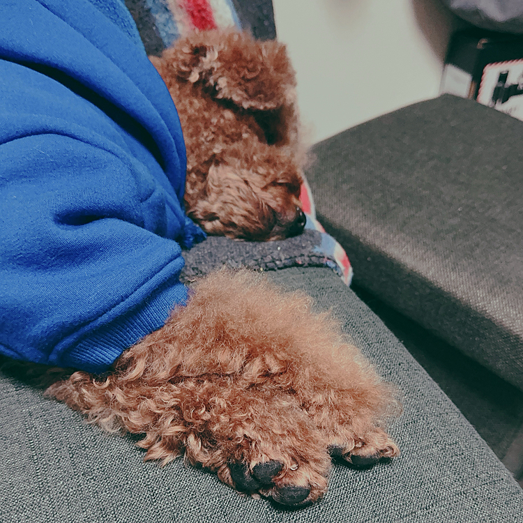 トリミングの夜はお疲れモードでグーグー寝ます









