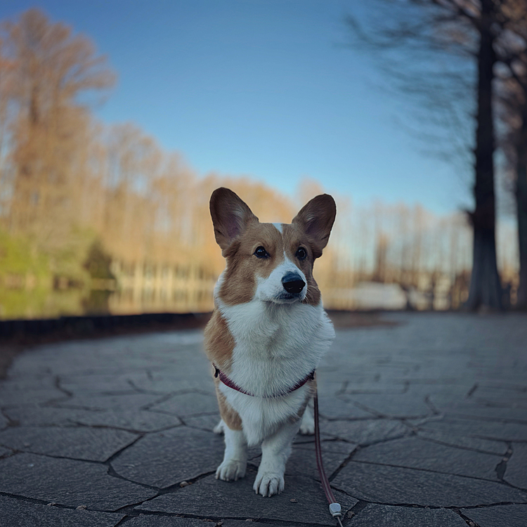 気持ちいい朝☀️くんくんと情報収集に勤しんでます。