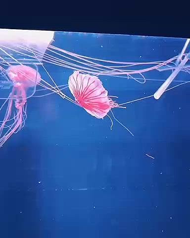 すみだ水族館に行きました

クラゲのご飯をあげているところを見ました

動画はちょびっとしか撮れてないけど

ストローであげるんですね！

チンアナゴ、ぜんぜん撮ってません

ただ、チンアナゴのぬいぐるみのツリー🎄が撮れました

可愛いかったです

あと友達とたくさん写真を撮りました😊

そっちがメインですね

たまに水族館、良いなぁと思いました










