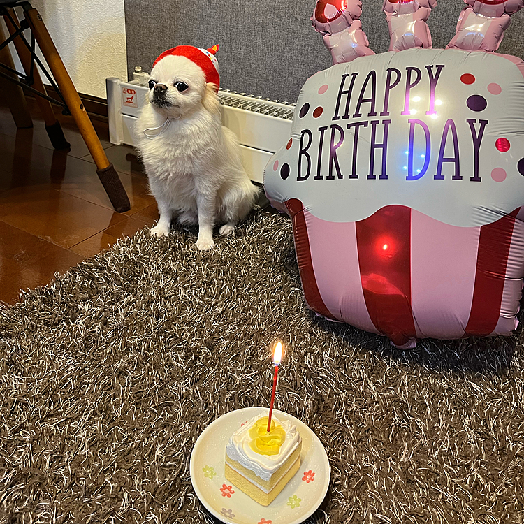 何にも映えない写真😅
お正月も普通に仕事だったので特にこれといったことはせず、ケーキだけ🎂
ケーキにろうそく立てて何年も前に買ったハッピーバースデーのバルーン？を引っ張り出して来て写真撮影📷
ポコちゃんピッとしています🤣
