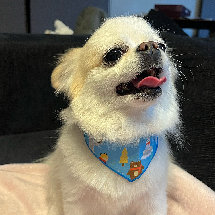 土曜日はトリミングへ。
今日は病院へでした。
ポコちゃんオチリまわりの皮膚炎でひと月ほどお薬生活をしています。
抗生剤と痒み止めを飲ませてたんですが症状が変わったので今は抗真菌薬を飲ませてます💊だいぶ良くなりあと8日分処方されてこれを飲ませたら終了で大丈夫とのことでした😊