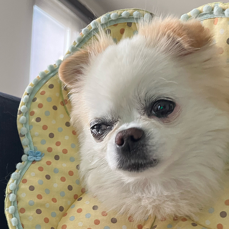 あと、10月には右目痛い痛いして一週間お薬生活してました💊
先生がおっしゃるにはどこかに擦り付けたか、ぶつけたかしたのでは？との事でした。
留守番中の出来事でお目目白濁して超涙目でした🥲
私は仕事に行っていて、パパは夕方帰ってきた時はなんともなく、ちょっと車いじってて家の中戻って来たら白濁涙目だったそうです。
翌日朝イチ病院行きました。
翌日は私朝から店長と年末年始に向けた試食会へ一緒行く予定だったんですが電話して行けない旨を伝えて美味しいもの食べ損ねました😅
