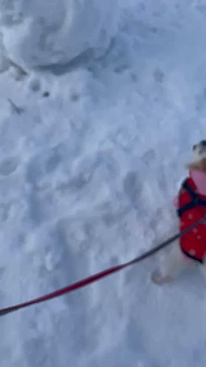 雪だるま⛄️が怖いポコちゃん😂
２日間通るたびに吠えてましたが３日目には倒れてて吠えなくなりました🤣

そんなこんなで昨年は色々ありました。
12月頭に私がコロナになってしまい寝込んでる間にお尻の皮膚炎が悪化したんですが…😅

7歳になった今年はどうだろう？何事もなく元気に過ごせますように☺️✨

