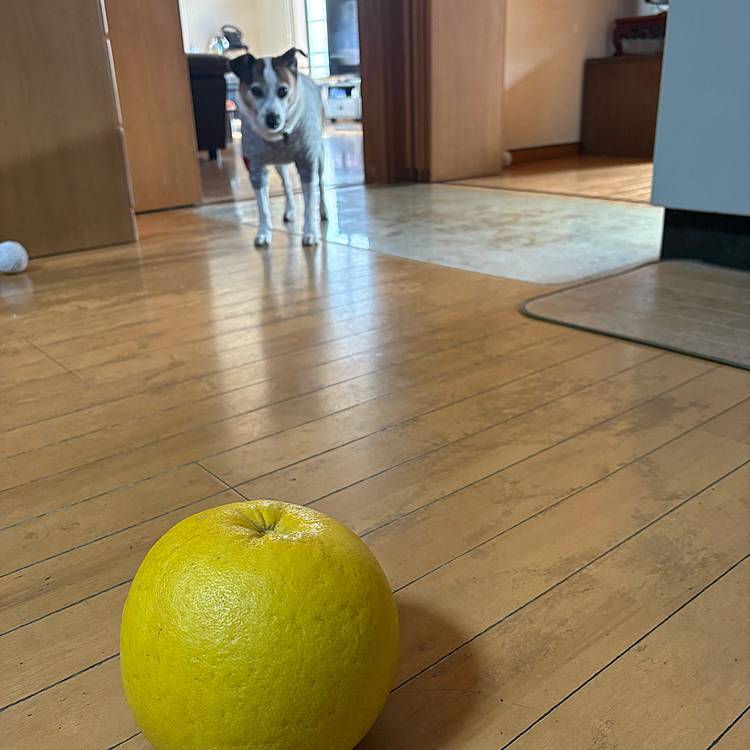 
世界一の柑橘ばんぺいゆに戸惑うタイガー🐯🤣🤣🤣