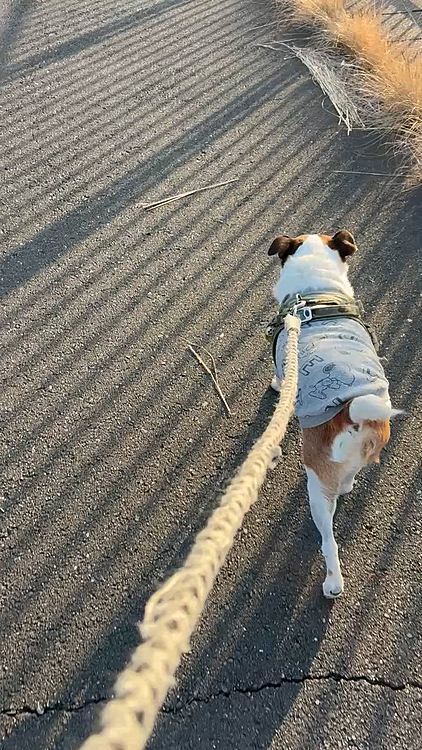 散歩コースに5日程前から落ちたままになっていたボール🏀をサラダバーに夢中なはずのタイガーに見つかり、得意気に咥えて帰るところ😅