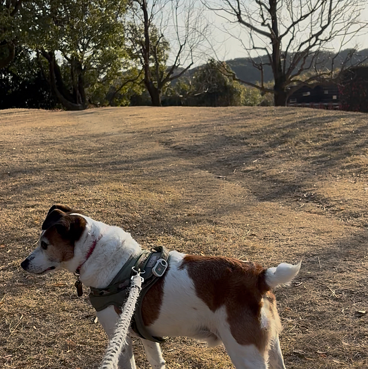 公園🛝の中の坂のてっぺん