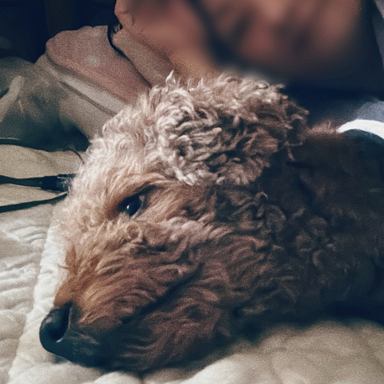 ここ１、2ヶ月で腕枕で寝るようになったライちゃん

可愛いー😍❤️










