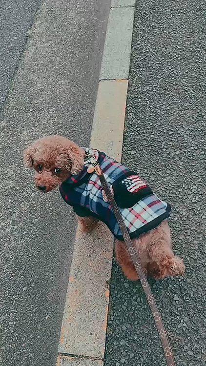 今の季節、昼間の散歩はしやすい気候ですね

テレワークの息抜きに(余裕あるときなので)に昼間散歩してます

この日はゆっくり歩くので

追い抜いちゃったよ









