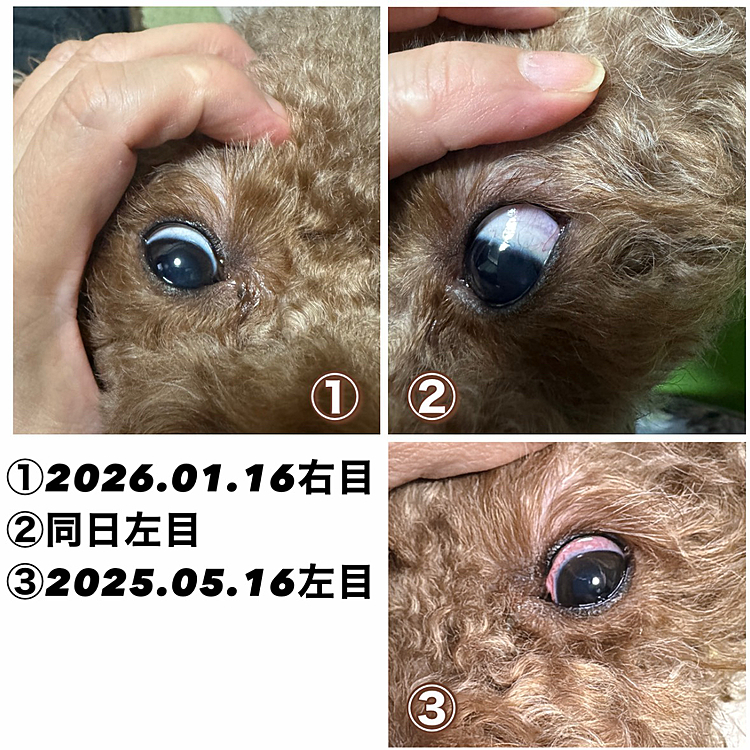 ライちゃんのぶどう膜炎の経緯

右目は正常です

今度病院で見せようと思いました

8ヶ月前よりかなり良くなっています









