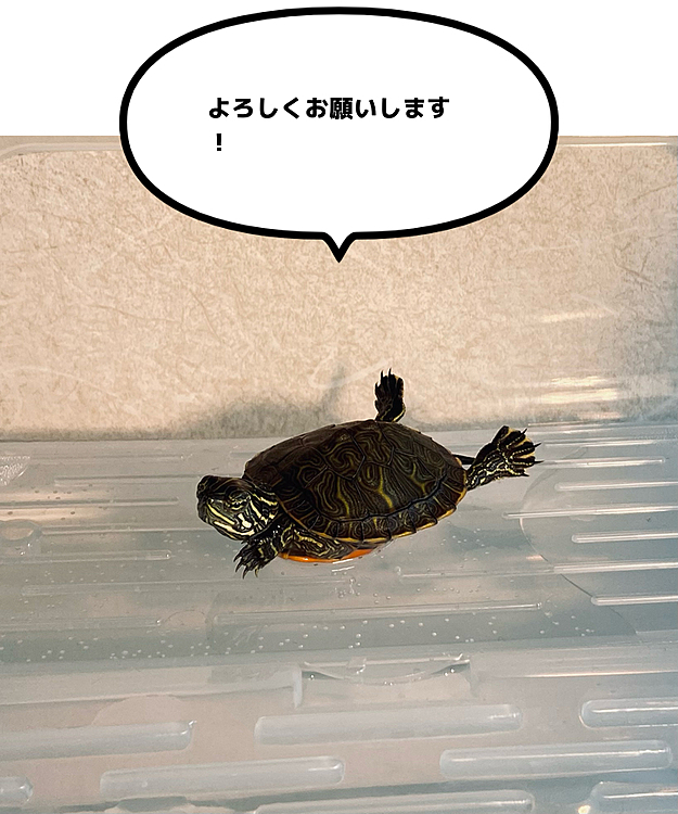 始めてみました☺️
キタアカハラガメのガブちゃんです
お迎えして一週間経ち、甲羅干し姿も様になっています😎