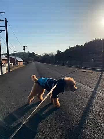 たくさん歩けなかったので通りかかった公園をお散歩したり、産直市場をハシゴしたりエビせんべいの里へ寄って満喫🦐

希少部位マグロの頭肉の炙りを購入しましたが、味も濃厚でトロける美味しさに感動🥺
超甘い紅妃と言うキウイ🥝は真ん中が紅くて綺麗✨
旬の生ワカメも嬉しい😋

日曜は排水管洗浄の業者が来るので朝から洗面台やキッチンシンク下の荷物を出して掃除🧼
疲れたので散歩は近所の里山で帰宅後は今年も始まったアムールデュショコラの戦利品でコーヒータイム☕️