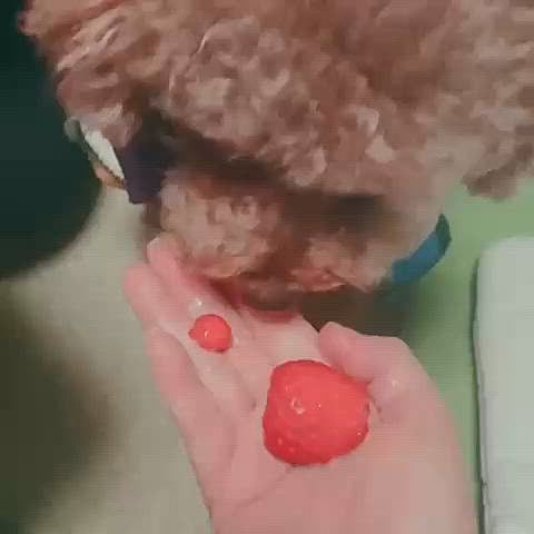 いちご🍓大好き友達の誕生日に贈ったつもりが

自分の家に届いてしまいました💧

ちょっと警戒してたけど

スーパーの安物は食べなかったのに

贈答物は食べたライちゃん😅😅😅

そーきたか！

ちなみに友達へは改めて贈り直しました

遅れた理由もLINEで詫びました💦😅💧








