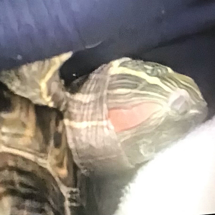 写真の向きが逆さになってるけど、足に顔をつけて眠る亀のよもぎ