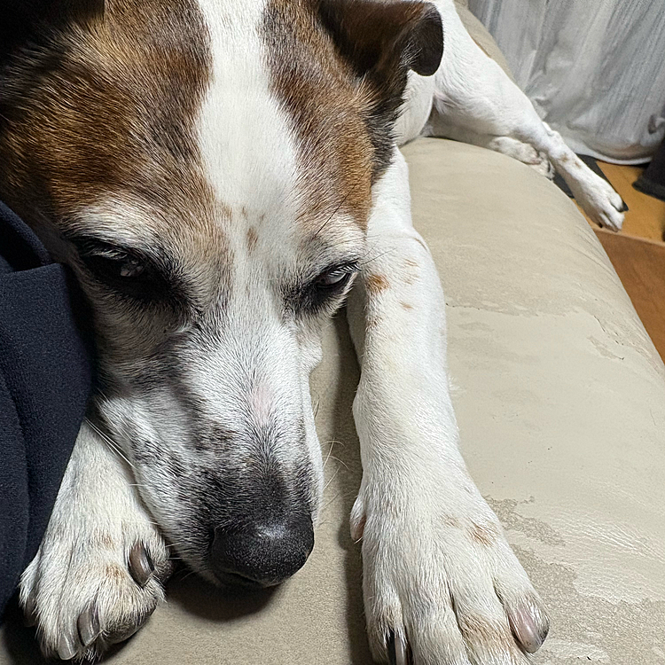 眠たくてしかたない
タイガー🐯