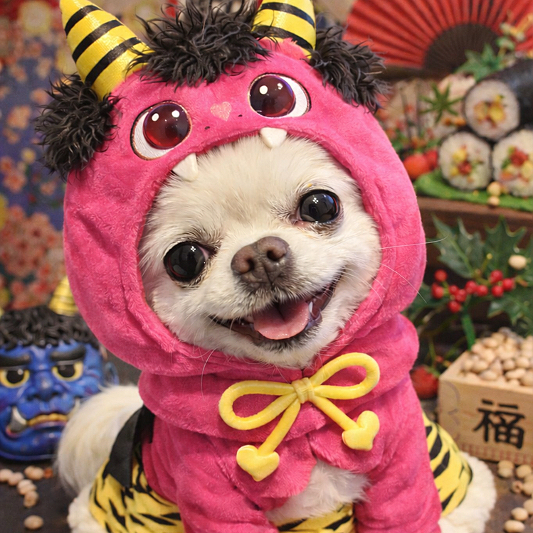 可愛い鬼さんにしてもらったら女の子みたいになりました😆💓
ペットじまんって画像載せる時正方形だから上下が見切れちゃうんだけど、正方形でお願いすれば良いのかな？


