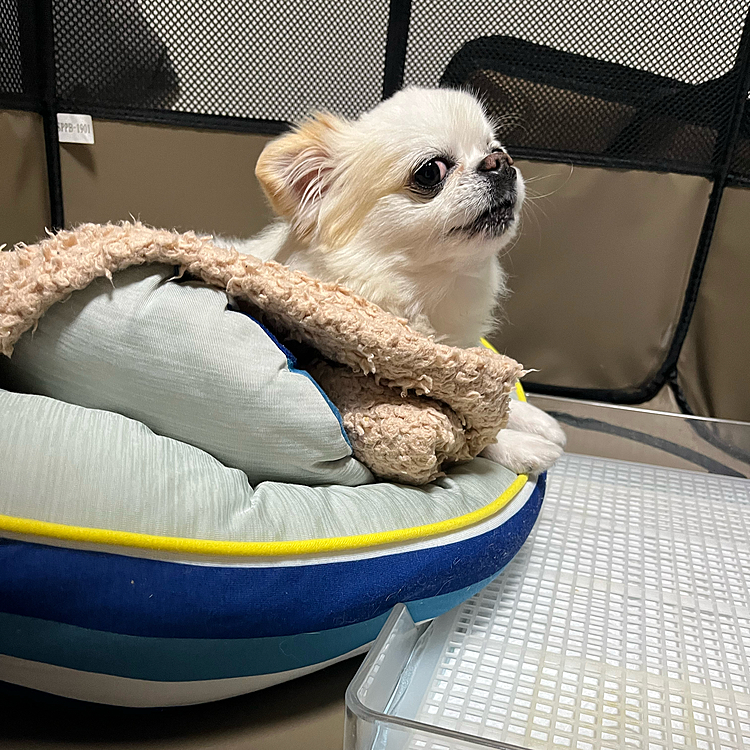 月曜日に実家行ったんですが食後不機嫌になり引きこもりになりました。
原因は…？
昼間私のバッグがゴンしたせいか、ばぁちゃんにご飯粒もらってたけど途中電話きてもらえなくなり、ママからもらってたけどその時に(ばあちゃんがチンし過ぎた為)ご飯が硬くてママが最後食べちゃったせいか、それとも一回食べてる時にキャンって鳴いてたせいか…。
と色々考えてました。。