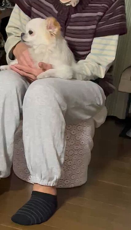 だけど時間が経ち、ばぁちゃんからアイスクリーム🍨をちょびっとだけもらい機嫌が直ったポコちゃん🐶
…なんですが、翌朝朝ごはん食べさせてる時にまたキャンっと鳴いて引きこもりになりました。
心配になった私は午後に母が透析から帰ってきたら帰るつもりだったけど急遽病院に電話して12時に予約🏥午前中のうちに帰りました。帰り支度ができた頃にはポコちゃんもいつも通り🐶