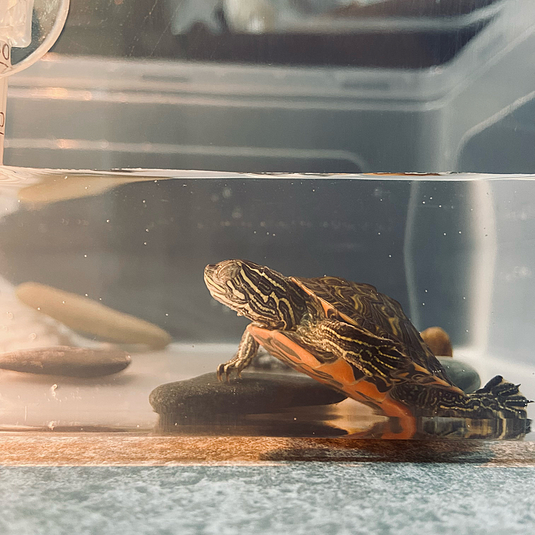 お疲れ様です( ´ ▽ ` )ﾉ