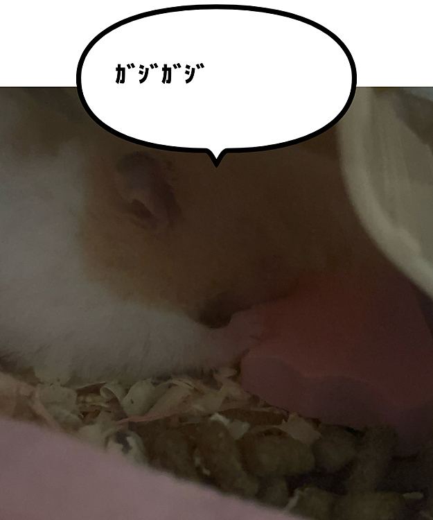 ガジガジ可愛いけど今はおうちに床材たんまり持ってきてかじり木が見えない状態😭
これは回収しちゃって良いやつ…??